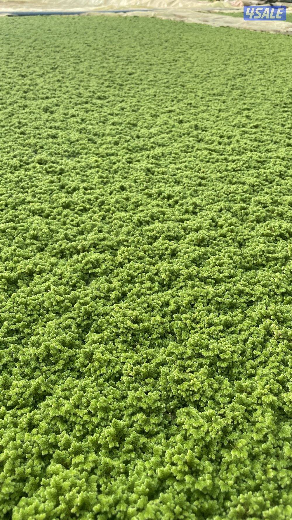 للبيع ازولا2