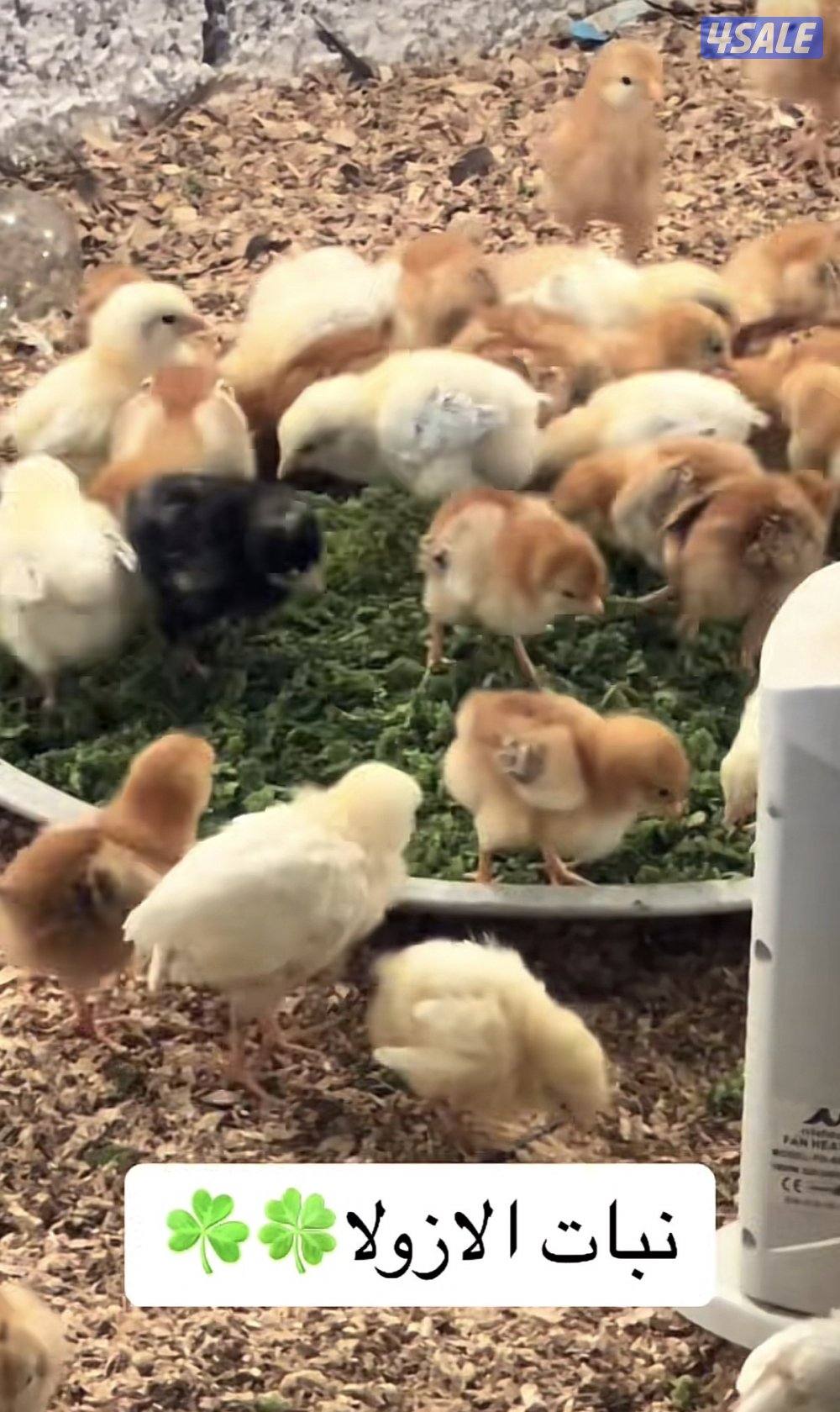 للبيع ازولا3