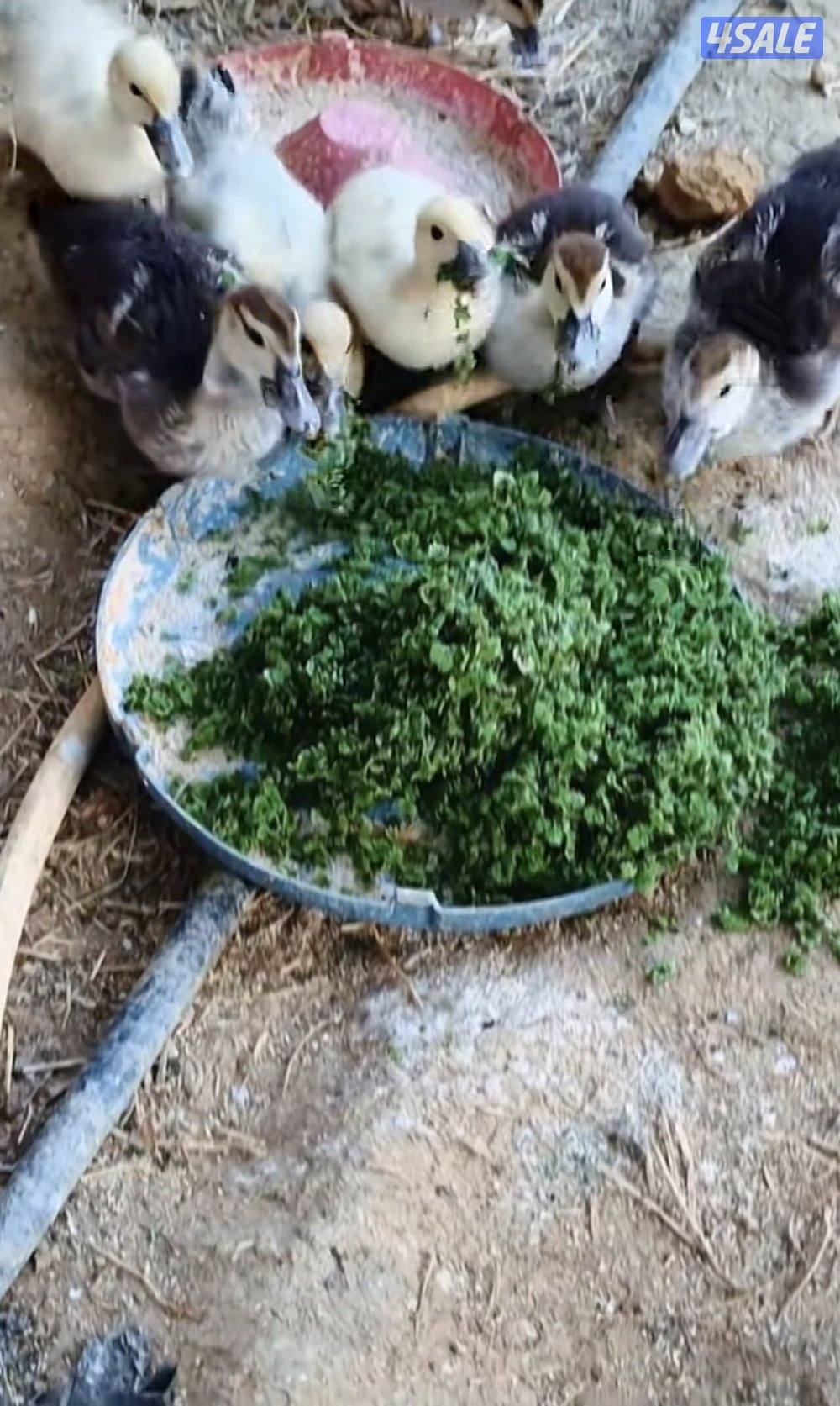 للبيع ازولا4