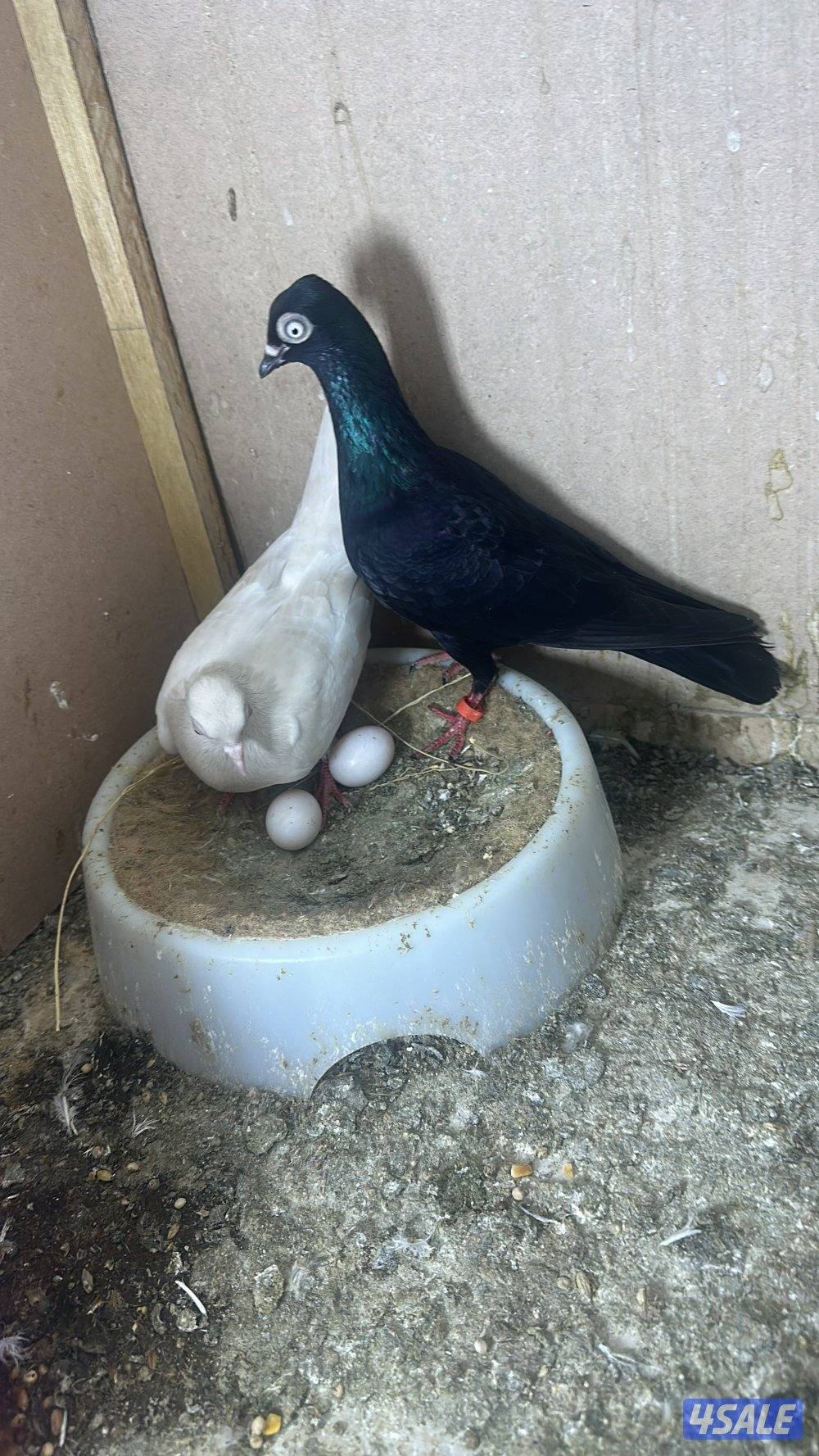 جعافر أزواج شرط منتجين وتحتهم بيض. للبيع زوج وقواق اسود وزوج ابيض صك0