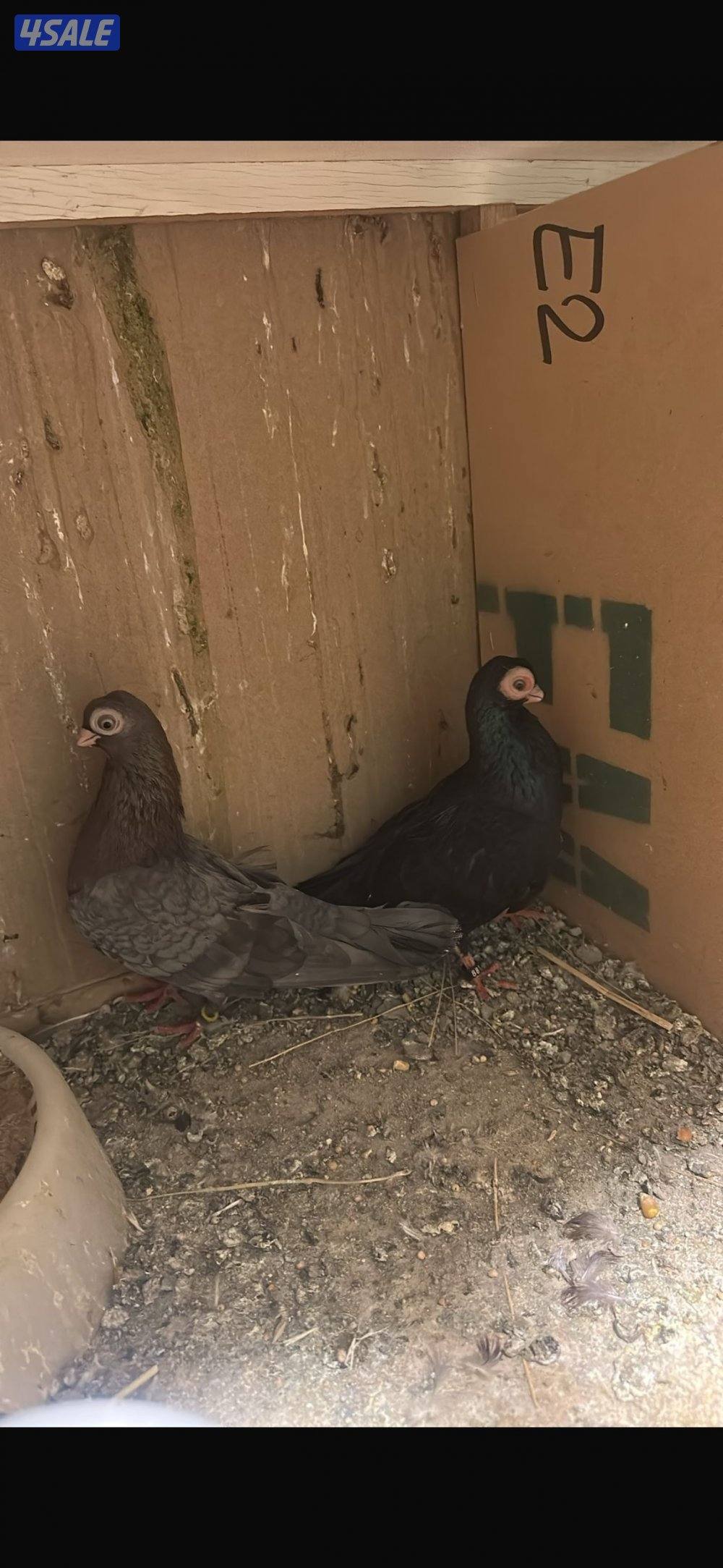 جعافر أزواج شرط منتجين وتحتهم بيض. للبيع زوج وقواق اسود وزوج ابيض صك1