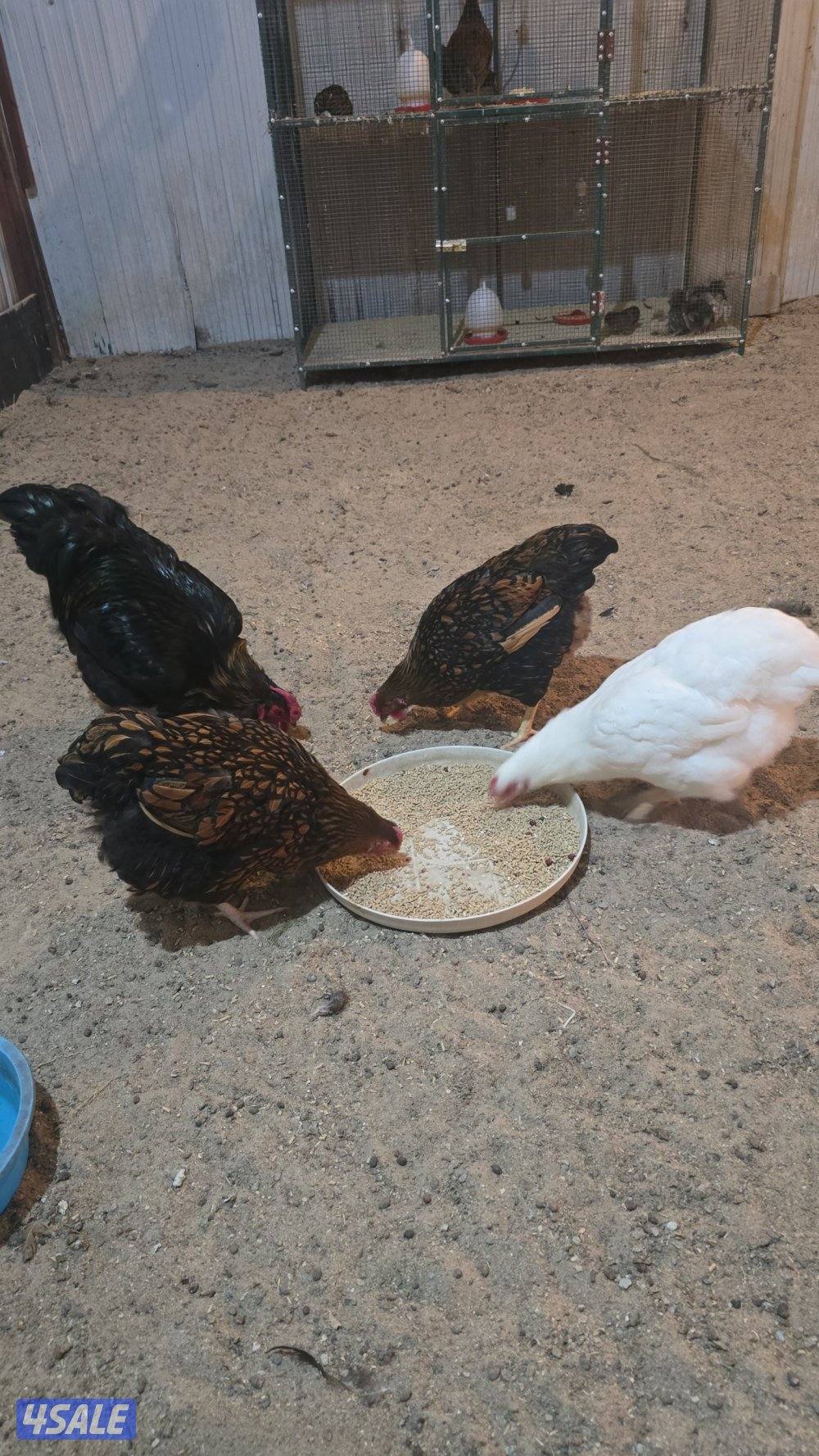 للبيع دجاج واين دووت ٣وديجين اباكير0