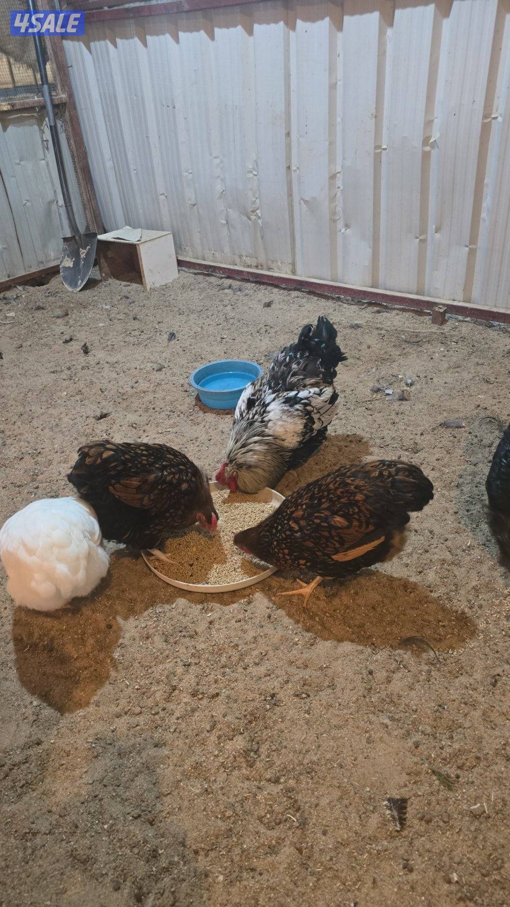 للبيع دجاج واين دووت ٣وديجين اباكير1