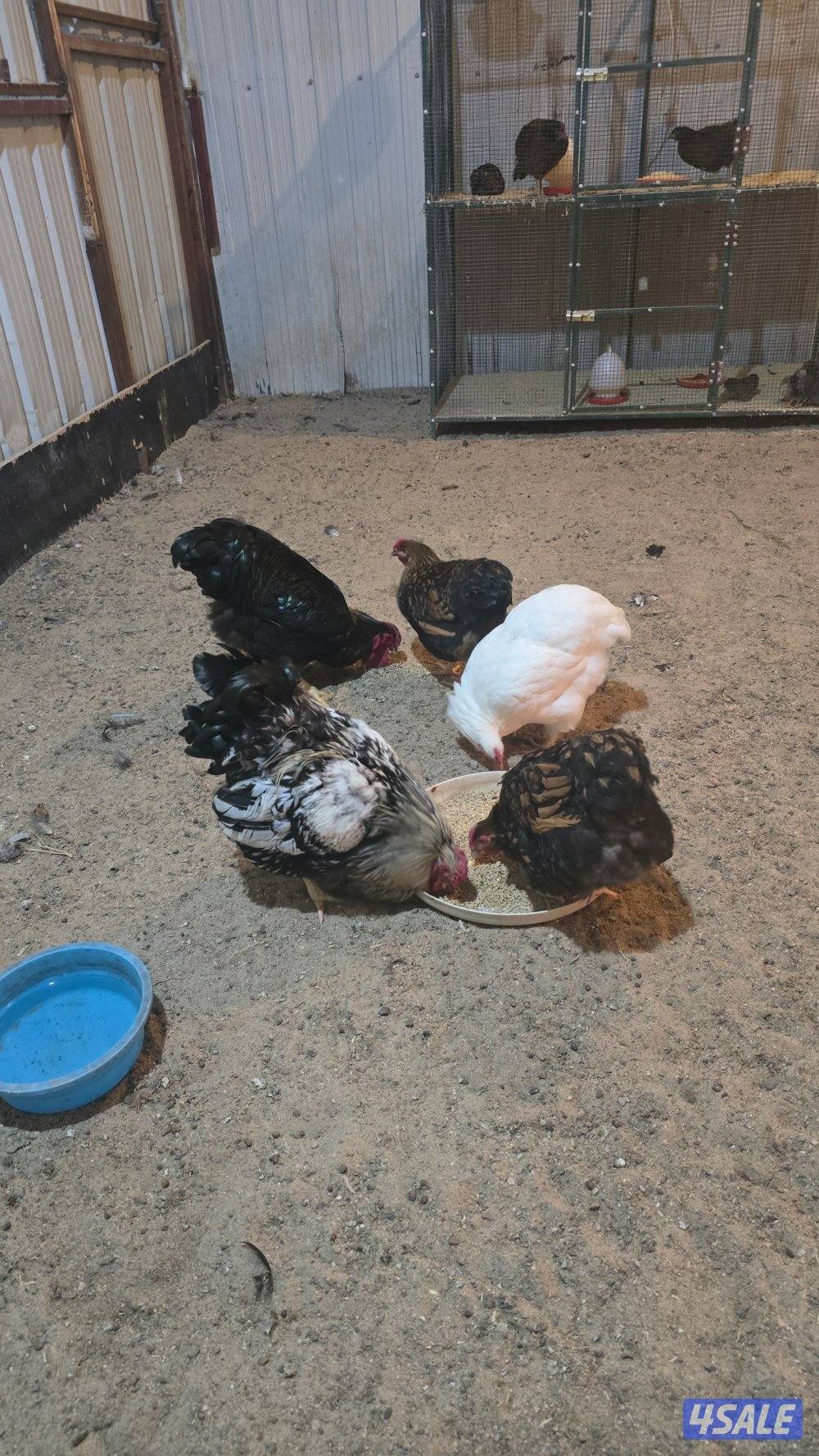 للبيع دجاج واين دووت ٣وديجين اباكير2