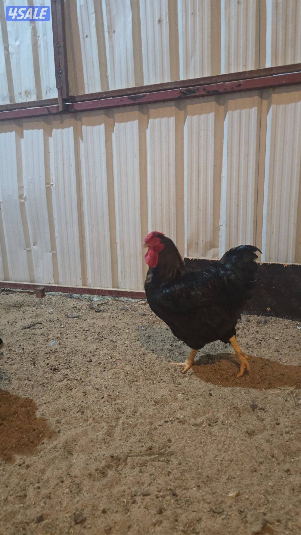 للبيع دجاج واين دووت ٣وديجين اباكير3