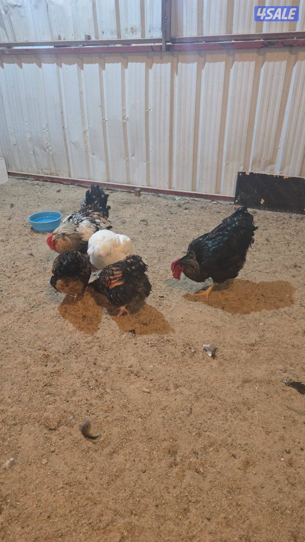 للبيع دجاج واين دووت ٣وديجين اباكير4