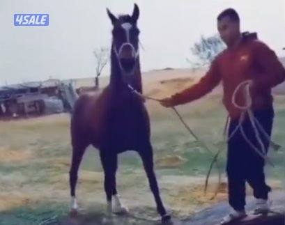 مطلوب سايس خيل0