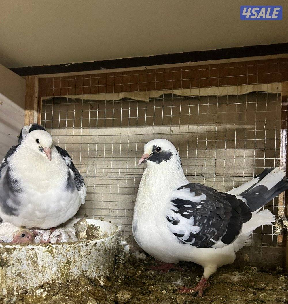 للبيع حمام الوزان طيب ومنتج0