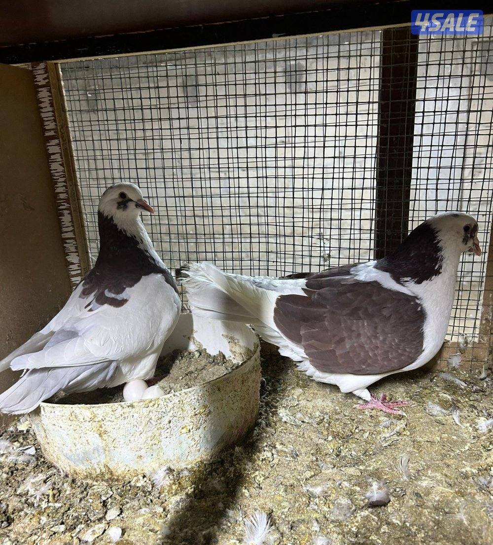 للبيع حمام الوزان طيب ومنتج1