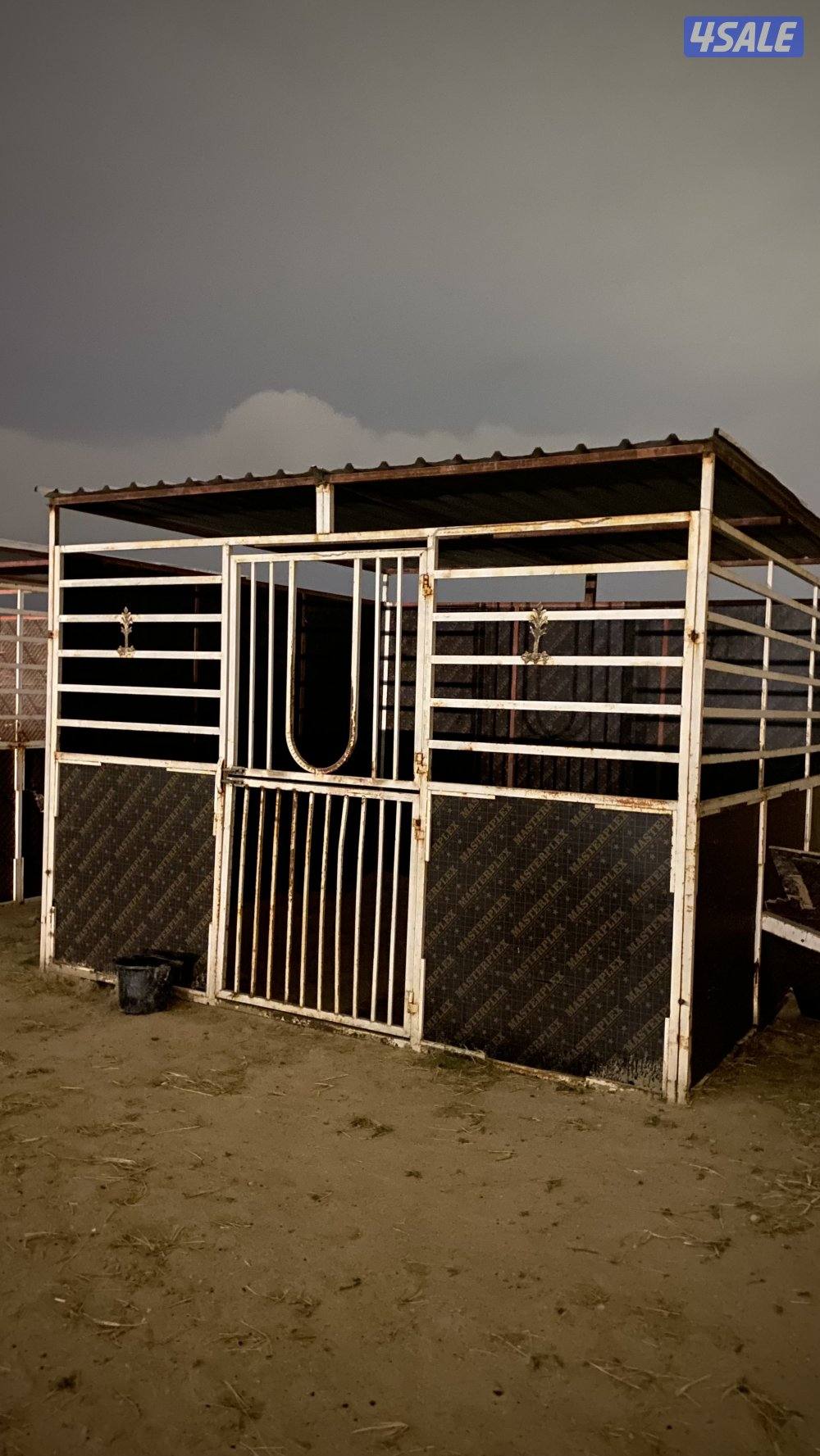 بناجر يوسفيه وبادوك2