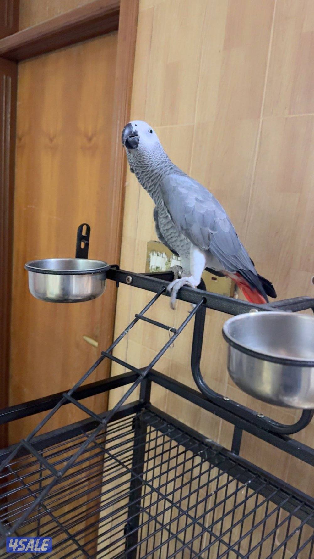 للبيع كاسكو فل ربوه طير بيت عايش معانا بالبيت من غير قفص0