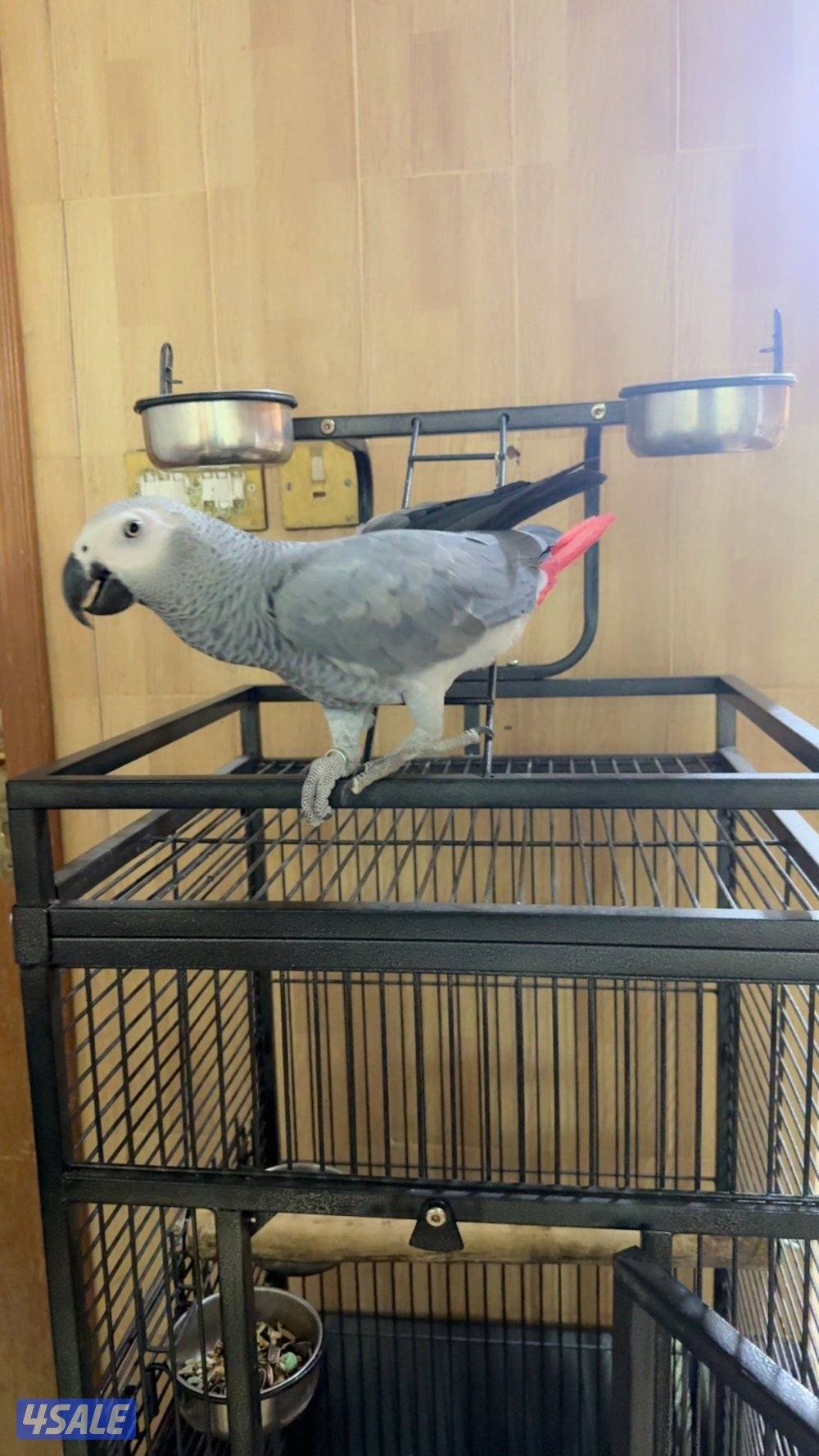 للبيع كاسكو فل ربوه طير بيت عايش معانا بالبيت من غير قفص1