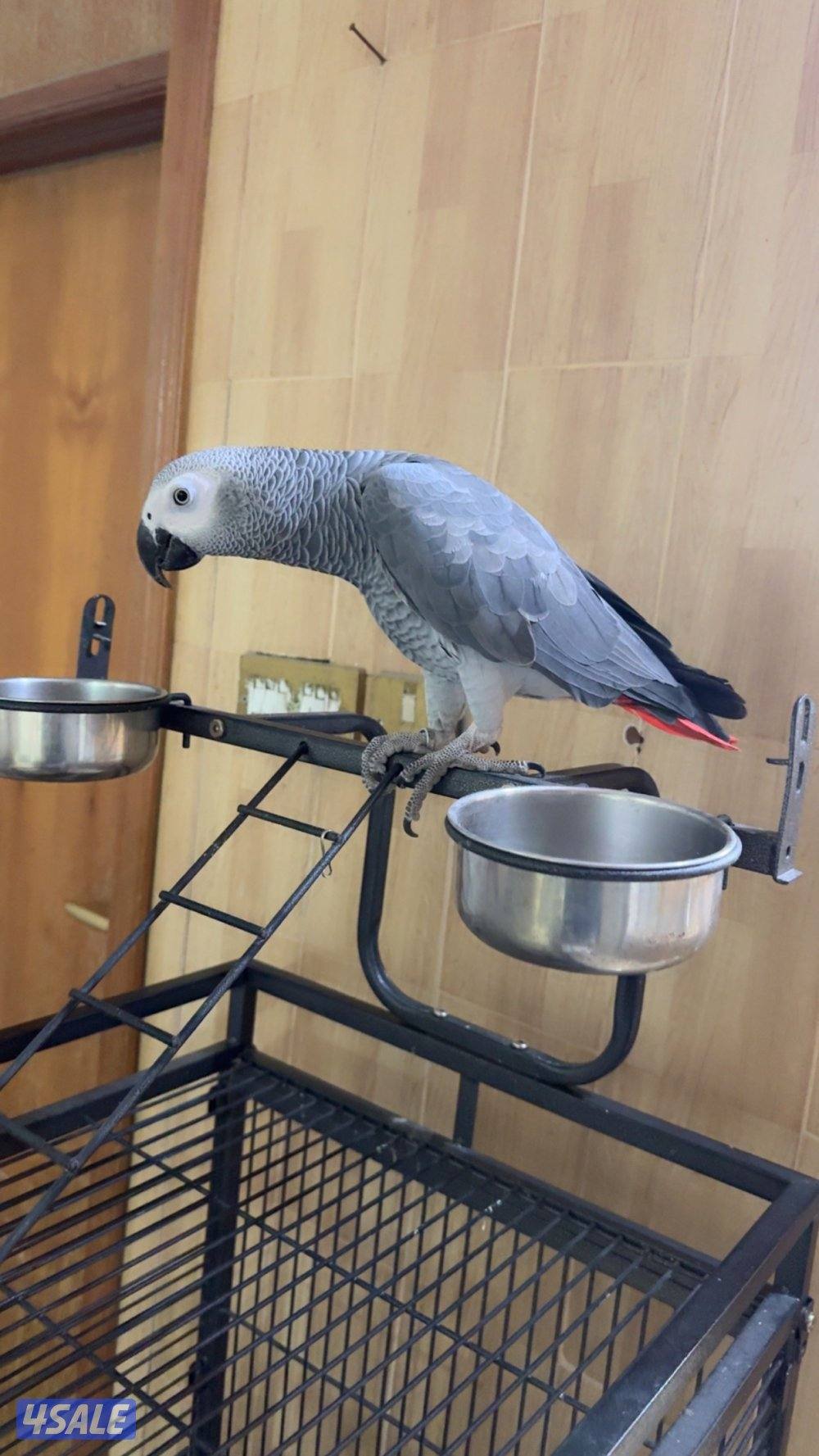 للبيع كاسكو فل ربوه طير بيت عايش معانا بالبيت من غير قفص2