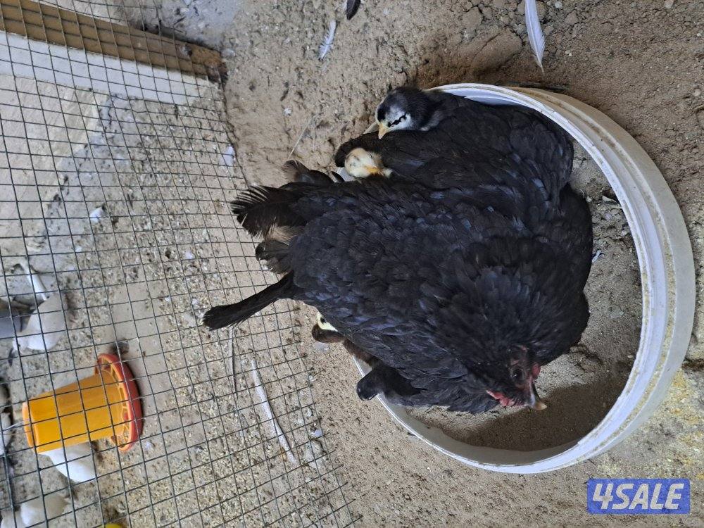بيع فروخ دجاج اعمارهم مابين الثلاث اشهر والشهرين تقريبا4
