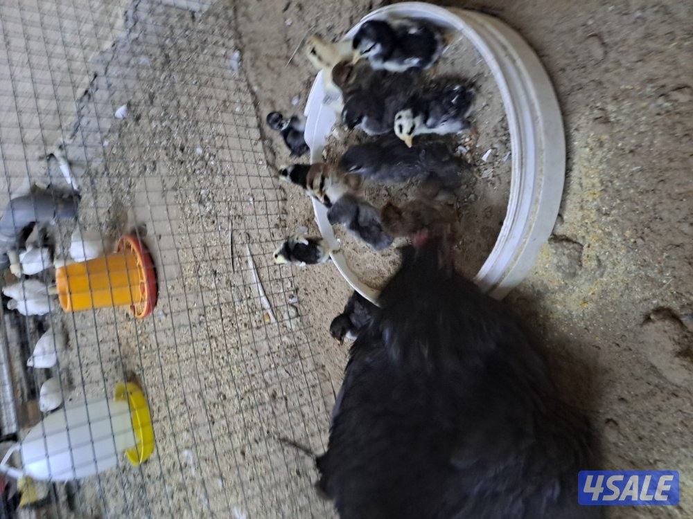 بيع فروخ دجاج اعمارهم مابين الثلاث اشهر والشهرين تقريبا5