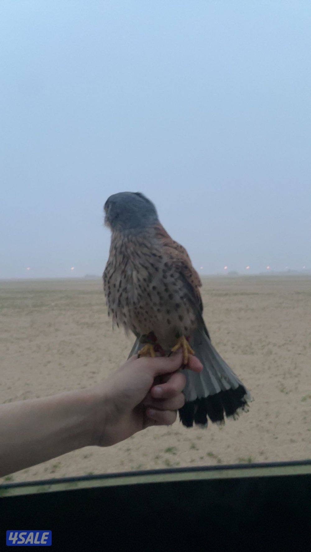 للبيع طيور0