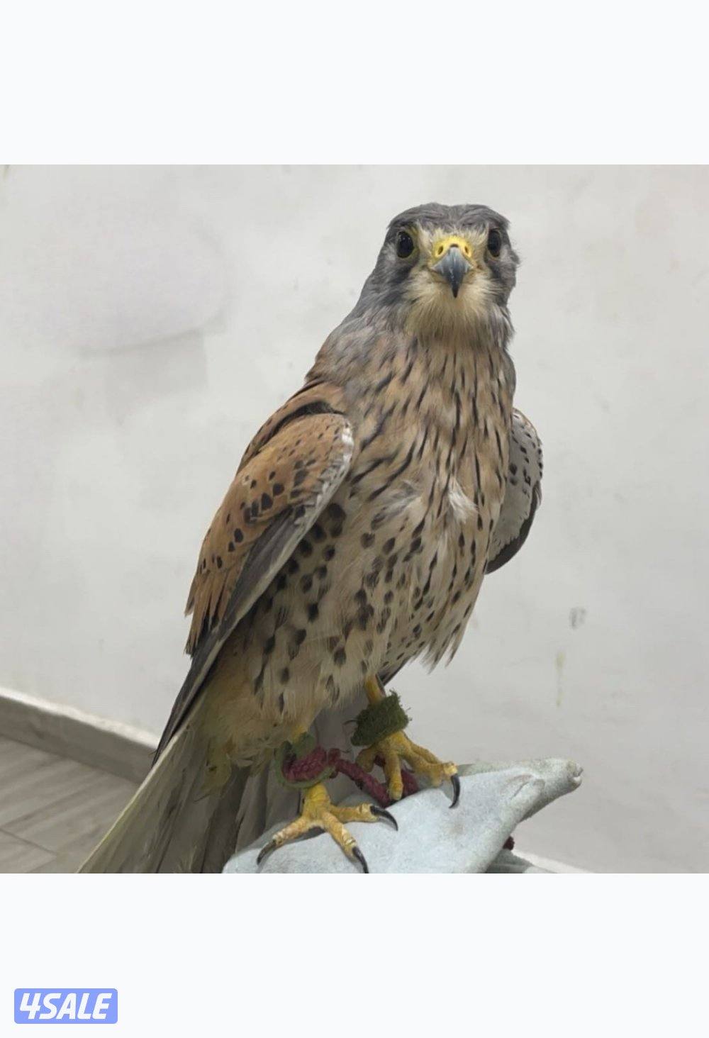 للبيع طيور1