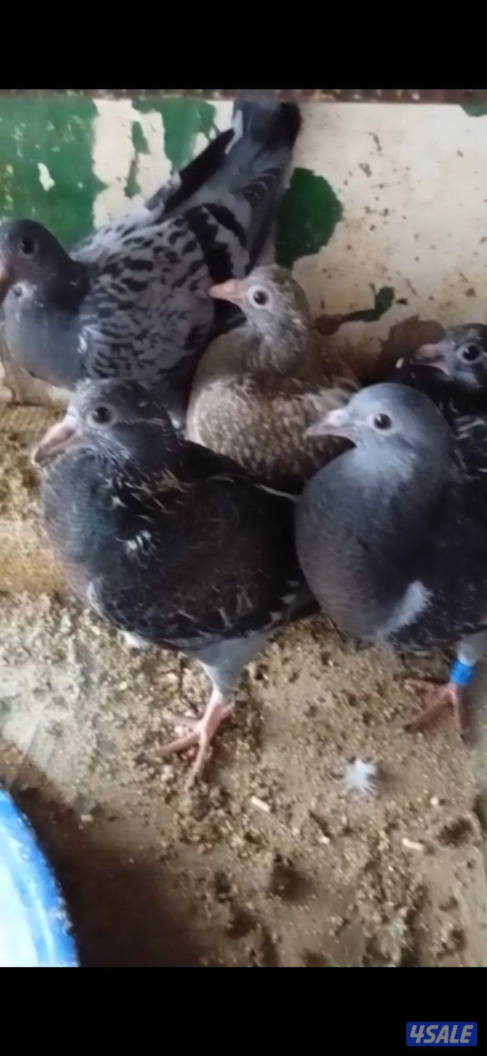 فروخ زاجل للاكل0