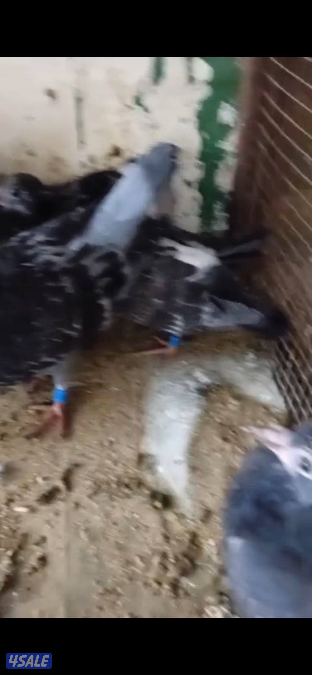 فروخ زاجل للاكل1