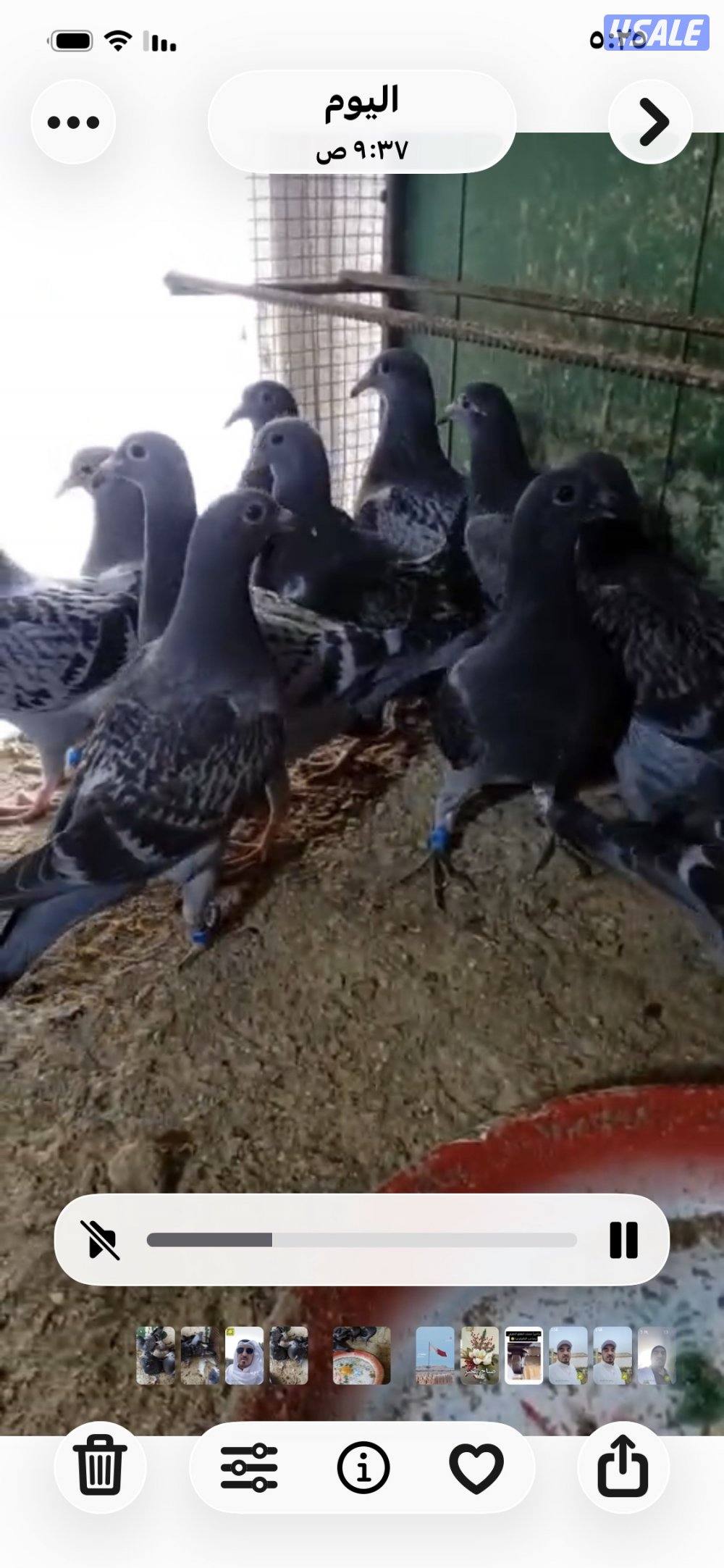 فروخ زاجل للاكل2