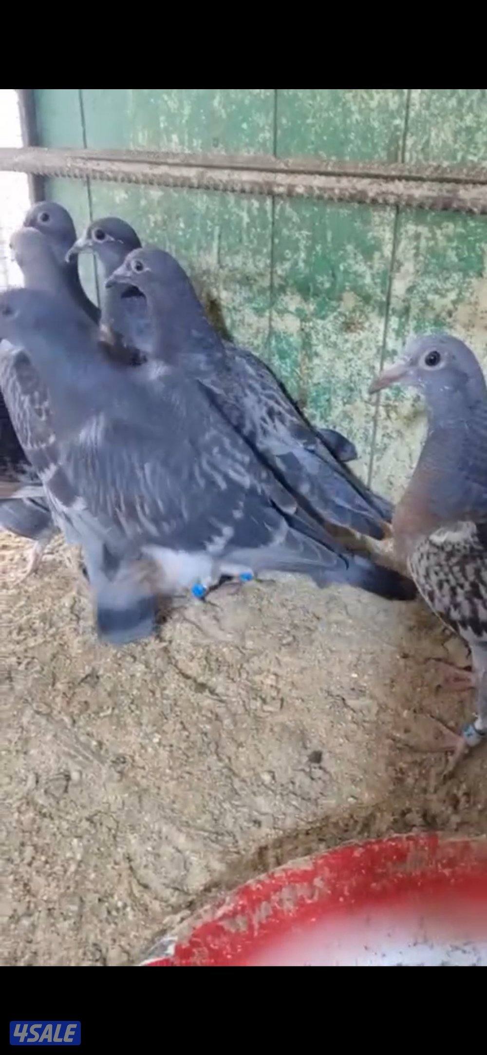 فروخ زاجل للاكل4