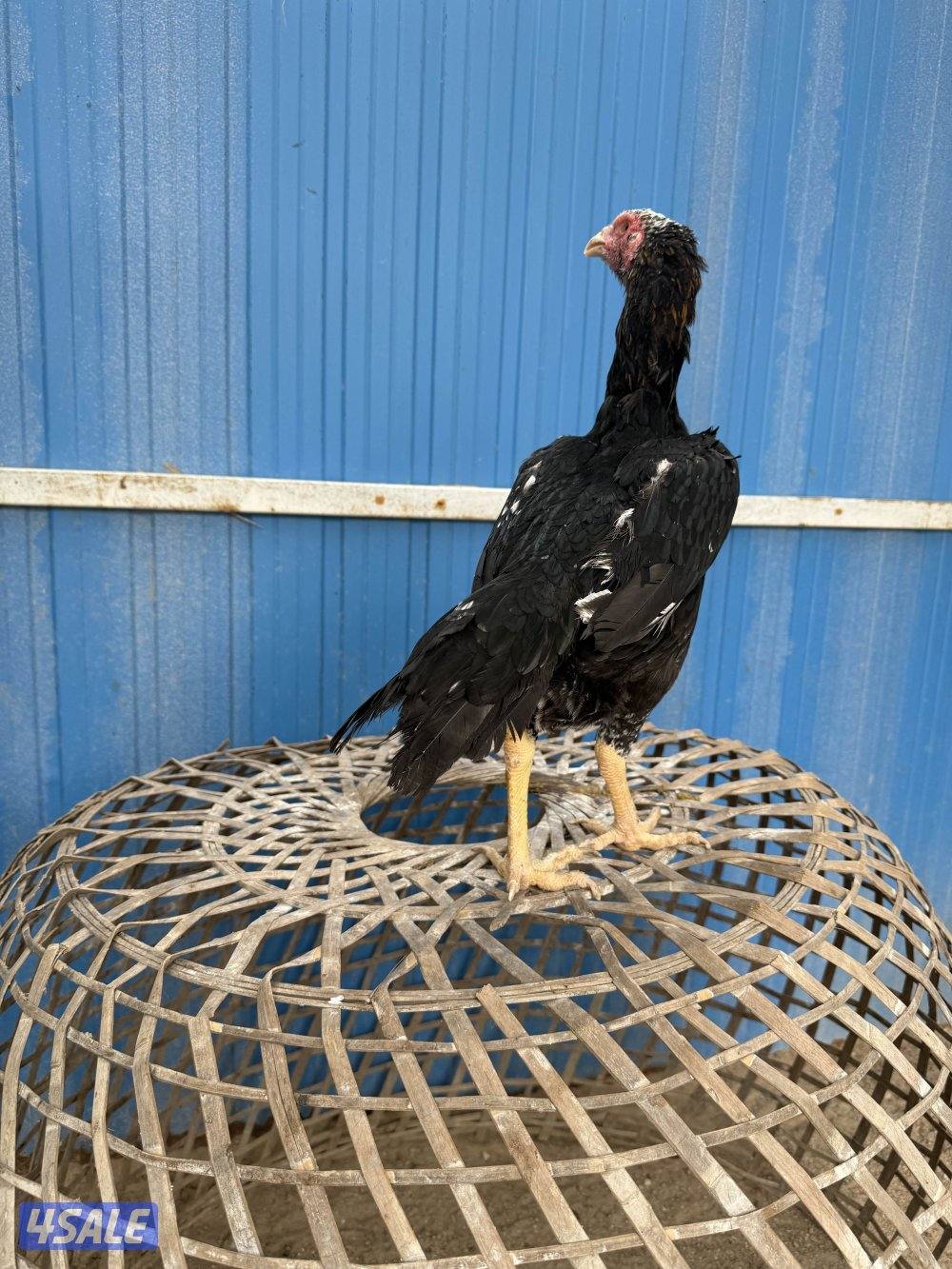 تايلندي / شانجرا / شامو0