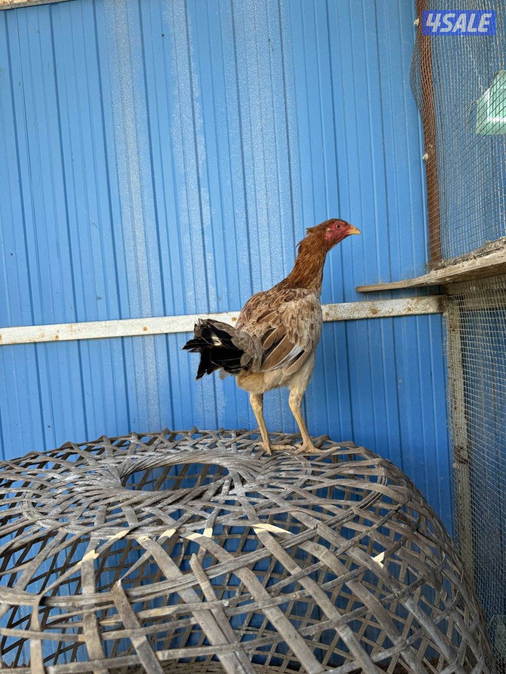 تايلندي / شانجرا / شامو1