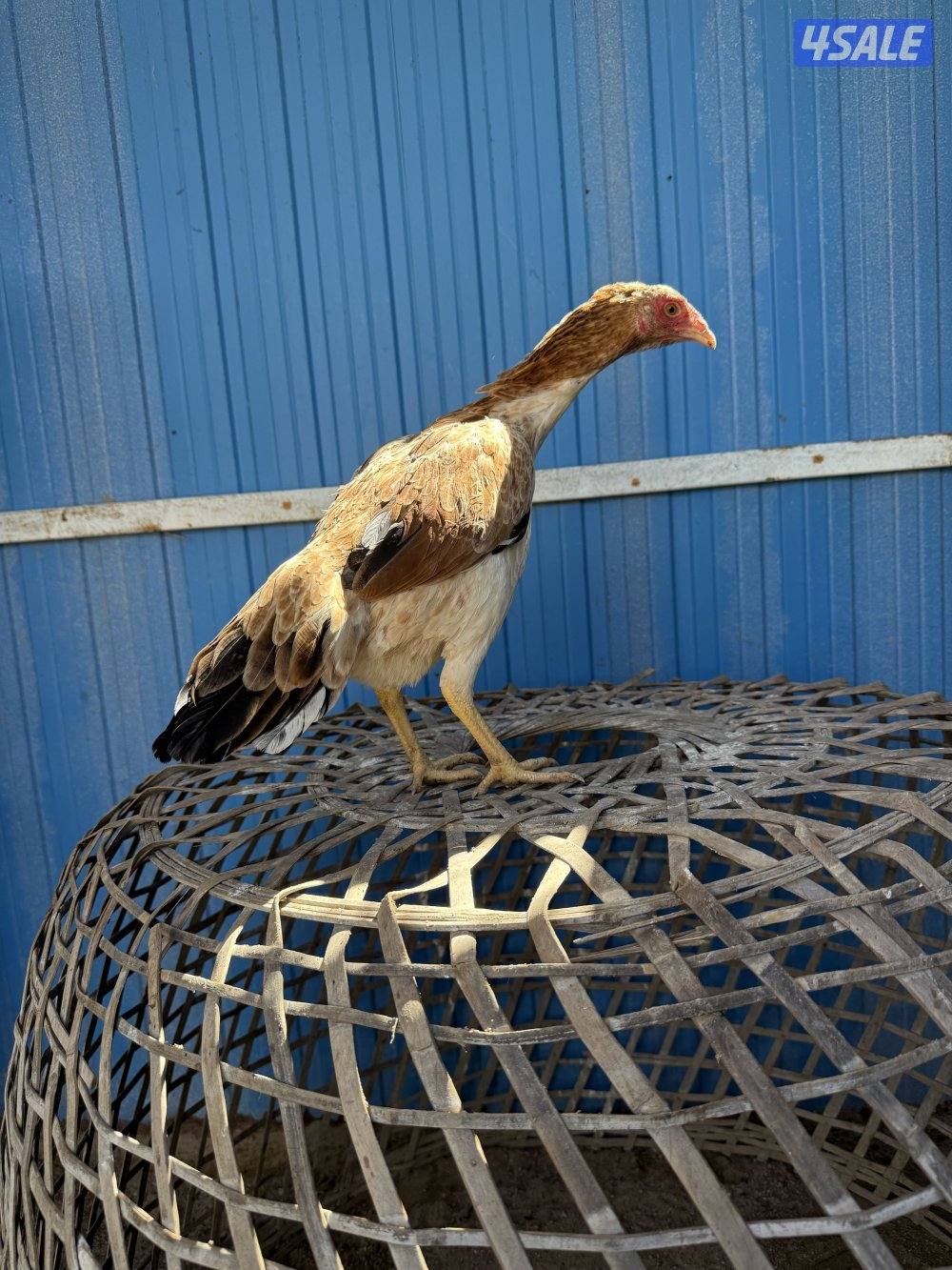 تايلندي / شانجرا / شامو2