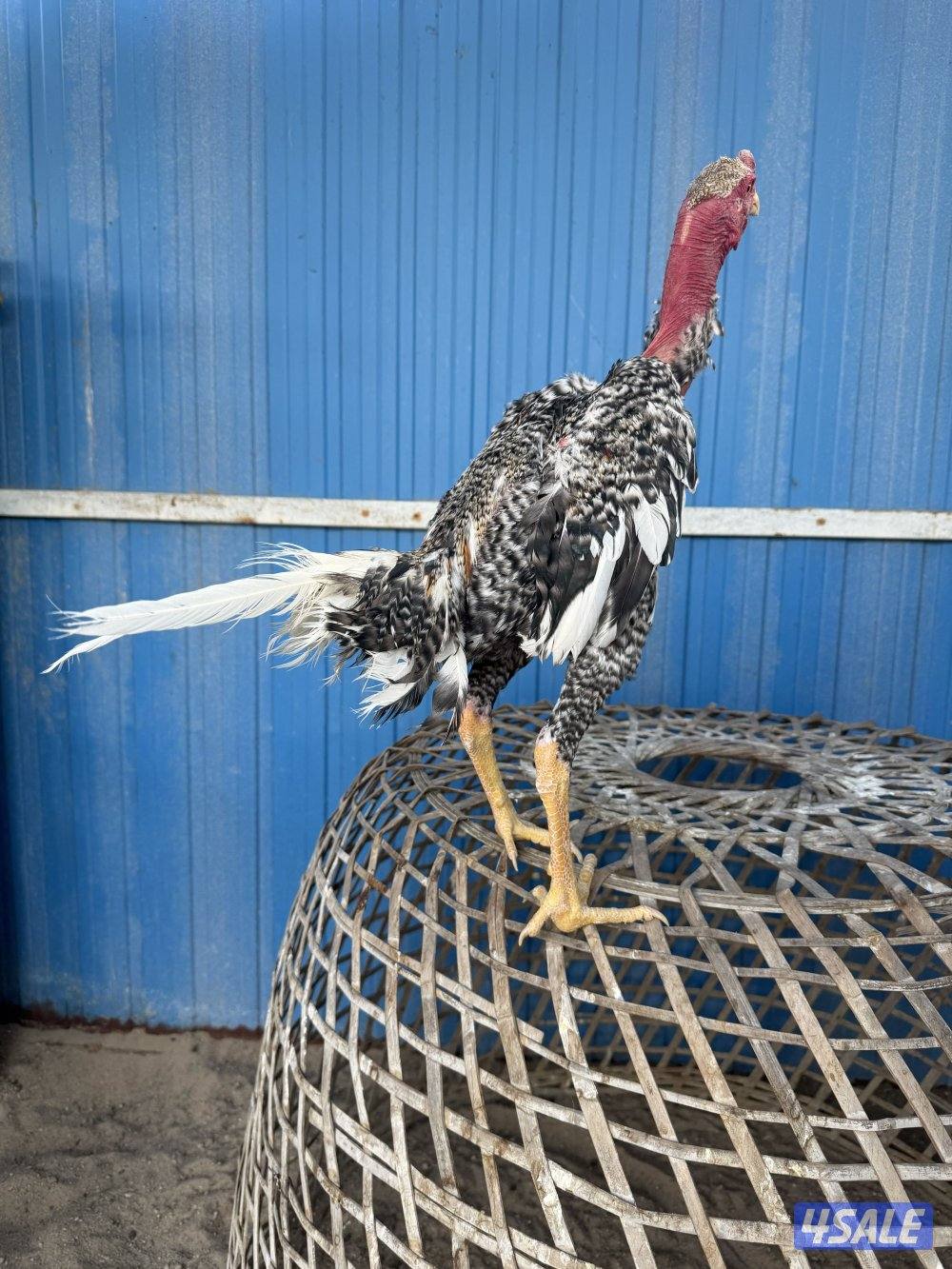 تايلندي / شانجرا / شامو4