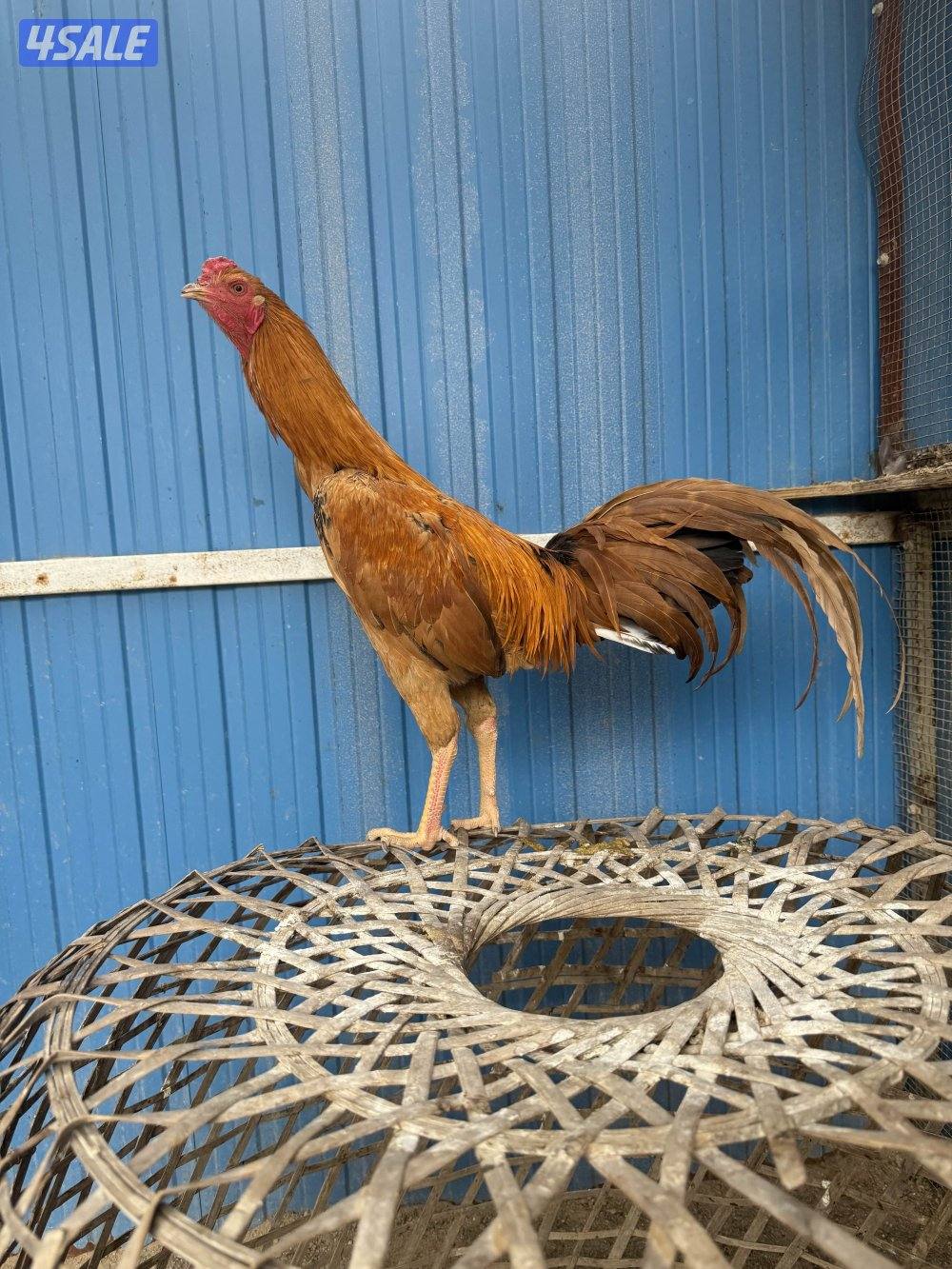 تايلندي / شانجرا / شامو7