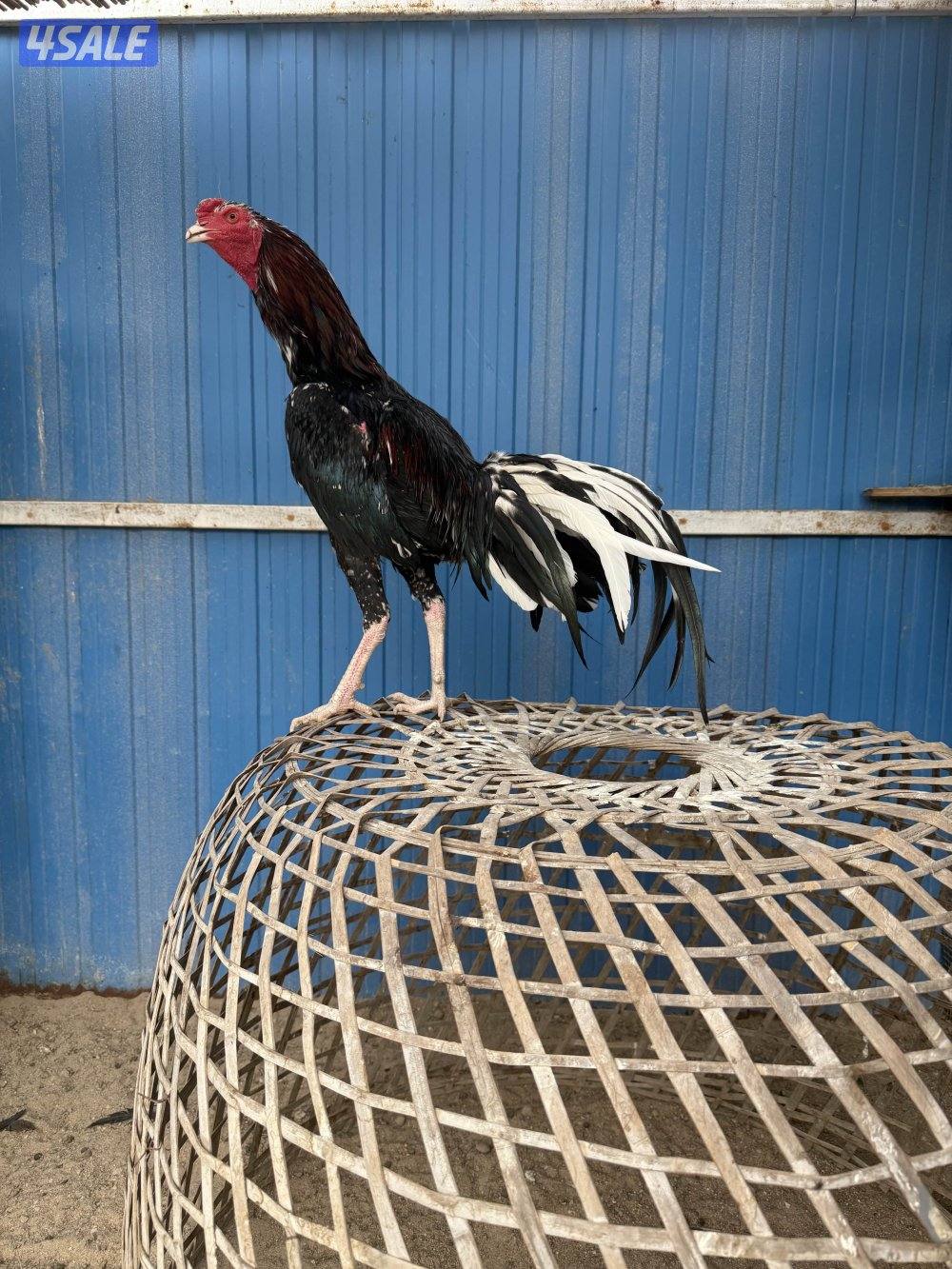 تايلندي / شانجرا / شامو8