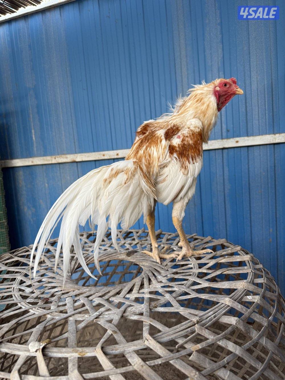 تايلندي / شانجرا / شامو9