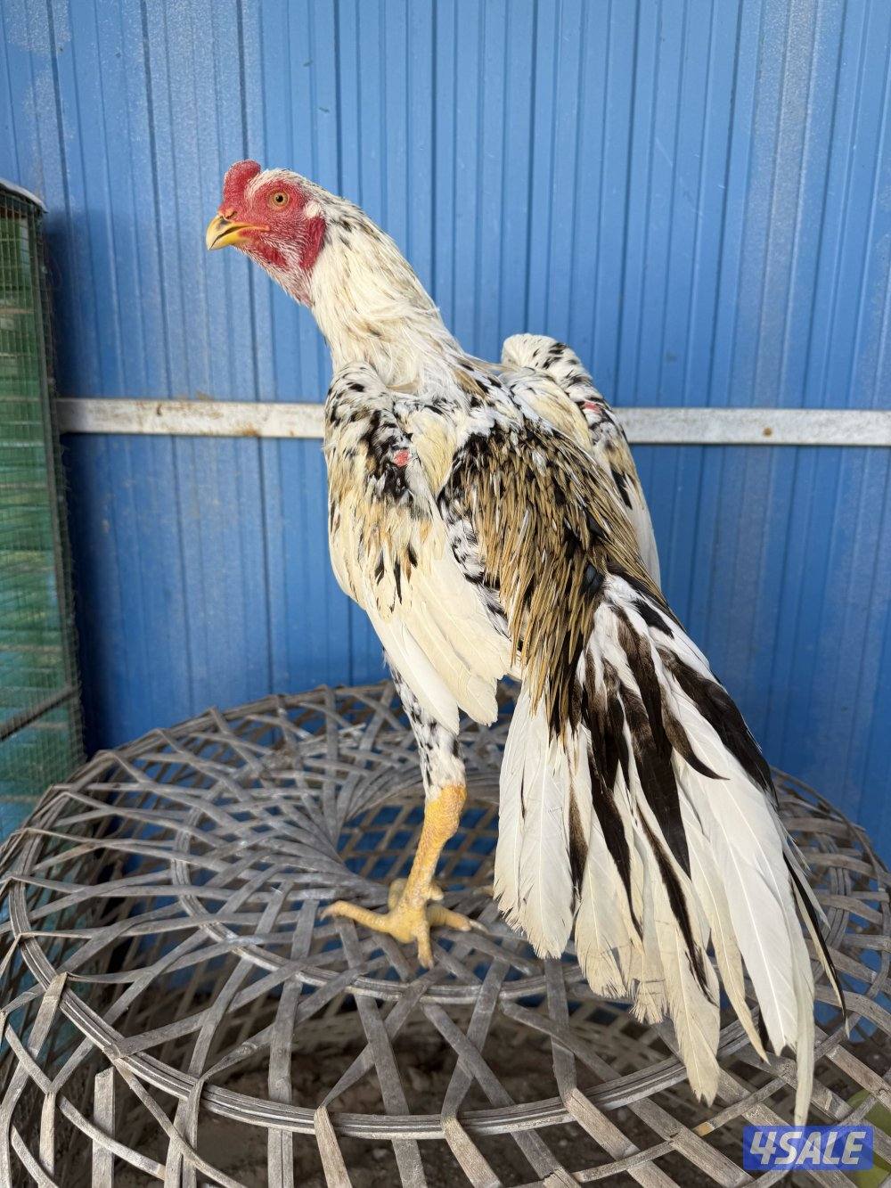 تايلندي / شانجرا / شامو10