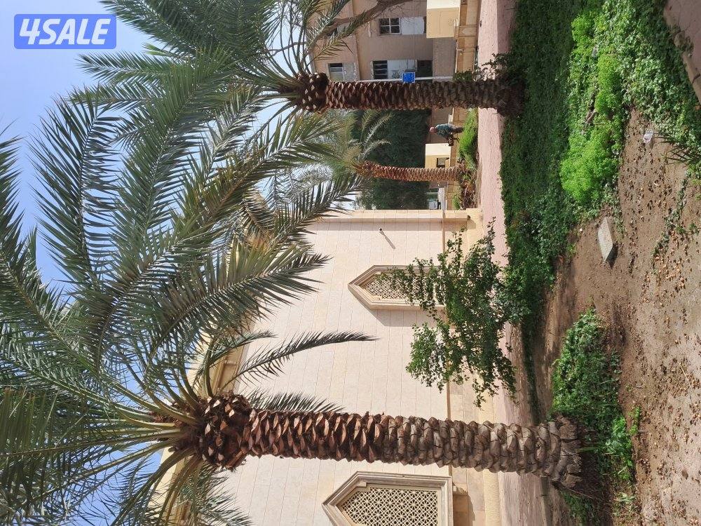 زراع اهوازى نخيل جميع مناطق الكويت اقل أسعار3