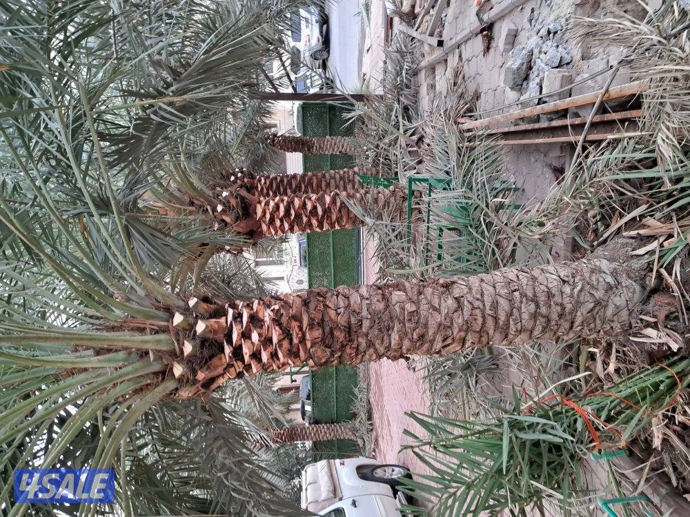 زراع اهوازى نخيل جميع مناطق الكويت اقل أسعار4