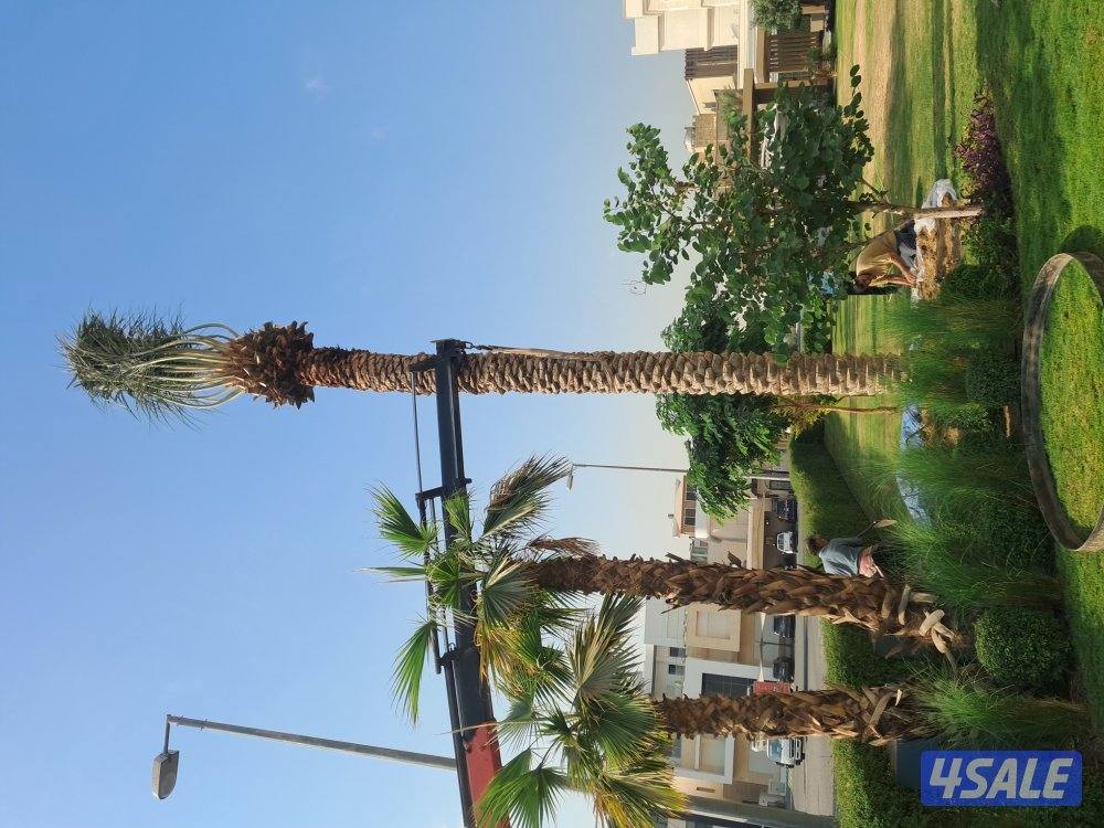 زراع اهوازى نخيل جميع مناطق الكويت اقل أسعار5