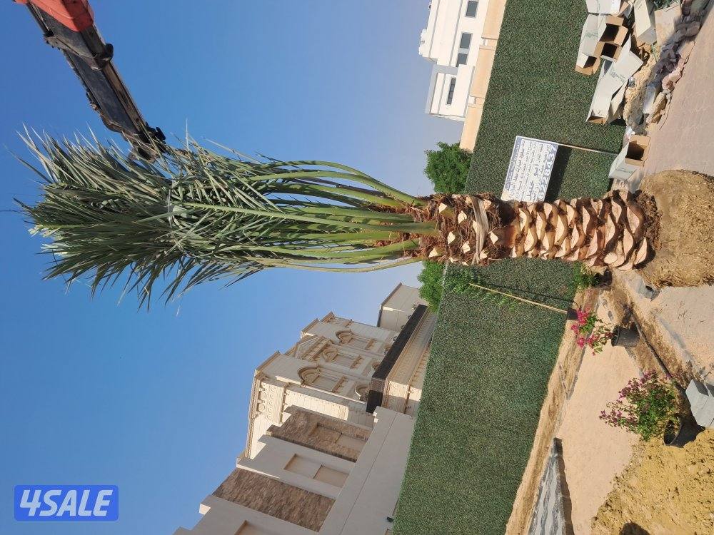 زراع اهوازى نخيل جميع مناطق الكويت اقل أسعار7