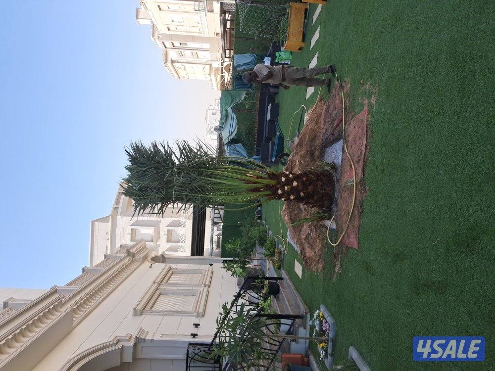 زراع اهوازى نخيل جميع مناطق الكويت اقل أسعار8