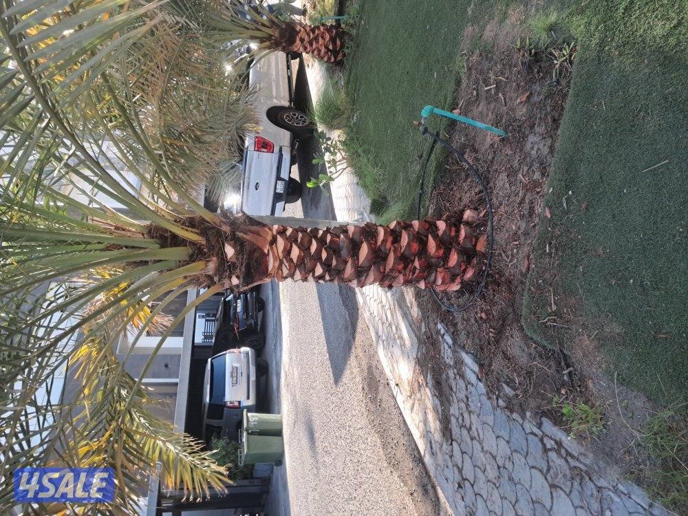 زراع اهوازى نخيل جميع مناطق الكويت اقل أسعار9