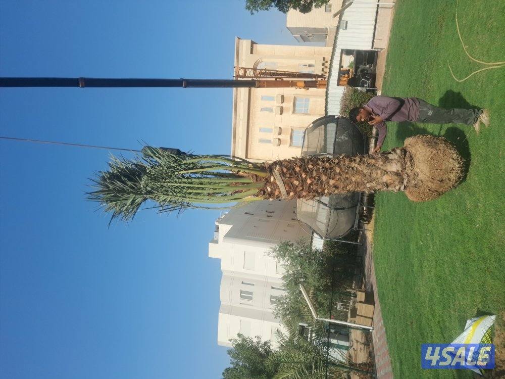 زراع اهوازى نخيل جميع مناطق الكويت اقل أسعار11