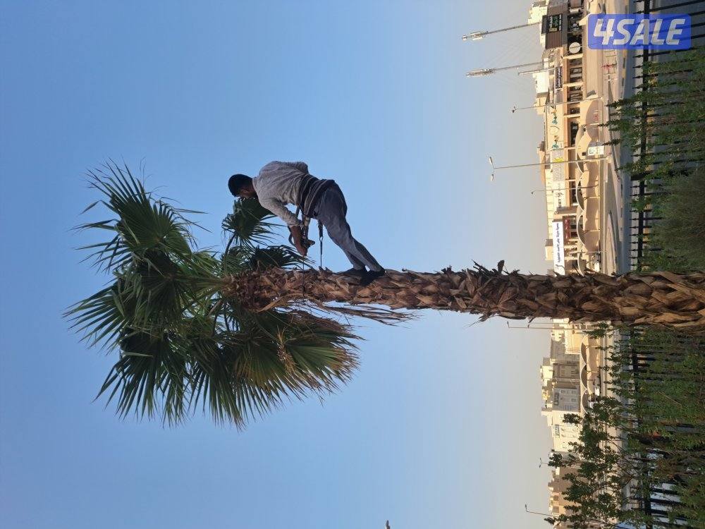 زراع اهوازى نخيل جميع مناطق الكويت اقل أسعار10