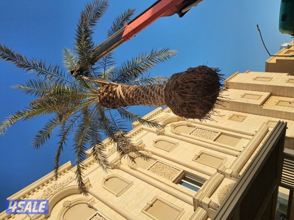 زراع اهوازى نخيل جميع مناطق الكويت اقل أسعار12