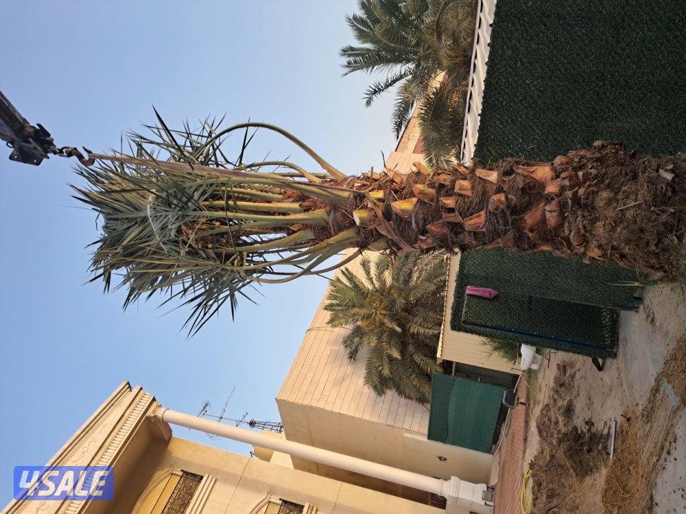 زراع اهوازى نخيل جميع مناطق الكويت اقل أسعار13