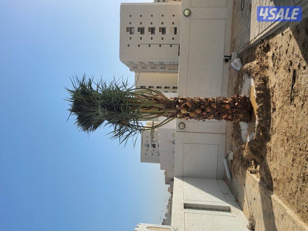 زراع اهوازى نخيل جميع مناطق الكويت اقل أسعار14