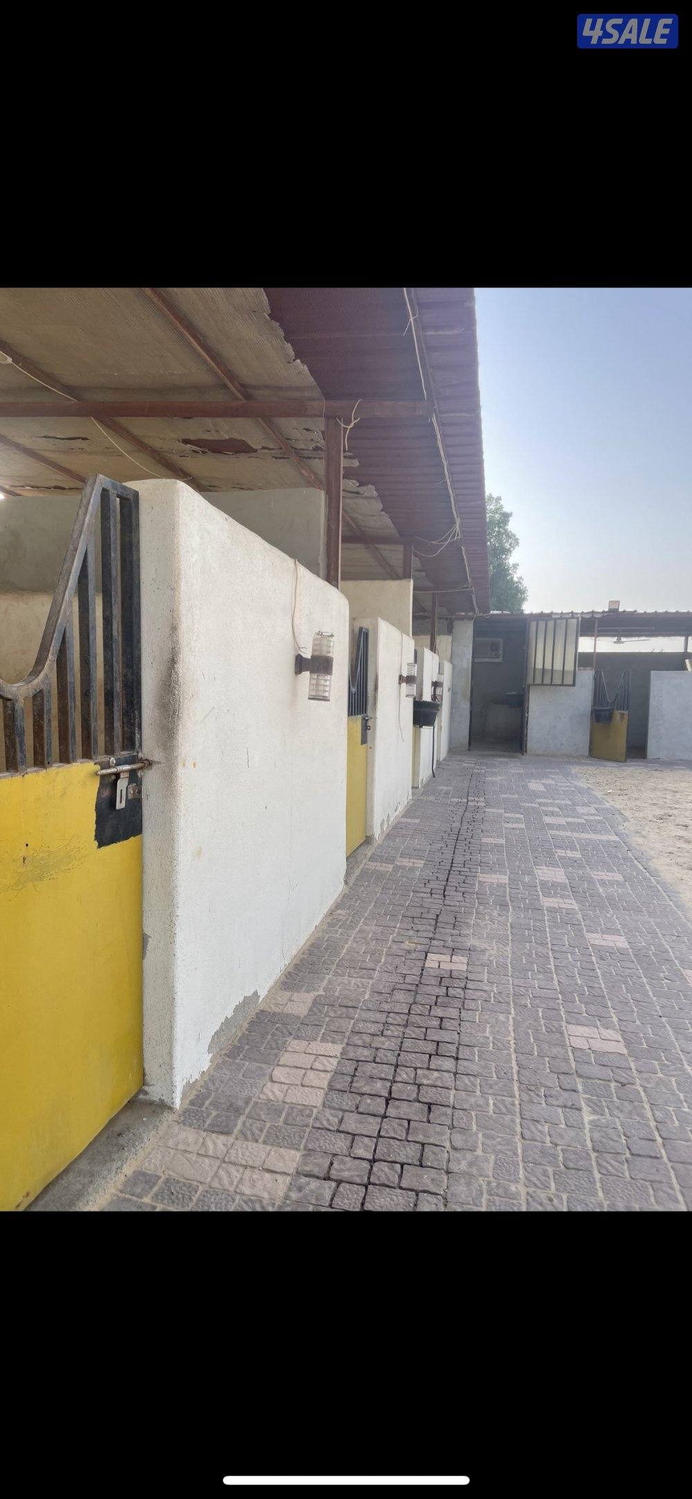 مربط مزارع الوفرة علف بيسك للخيل قود تسبيح بواديك وسيعه0