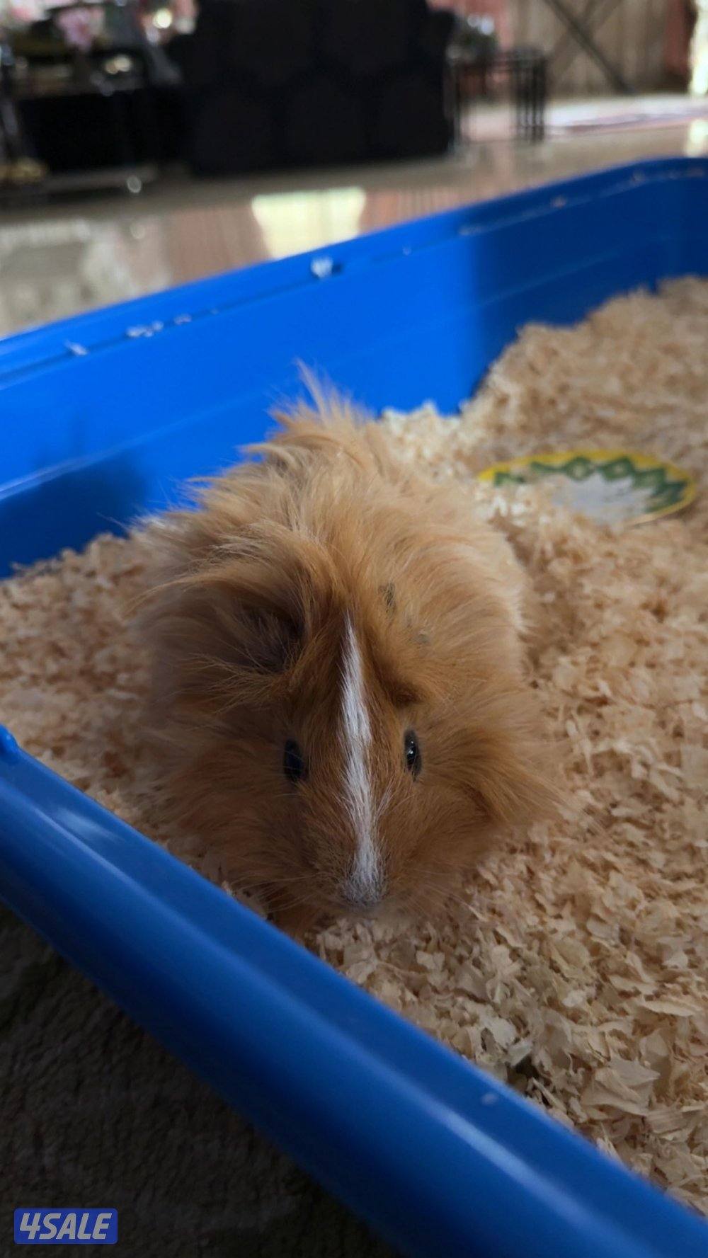 همستر ال Guinea Pig0