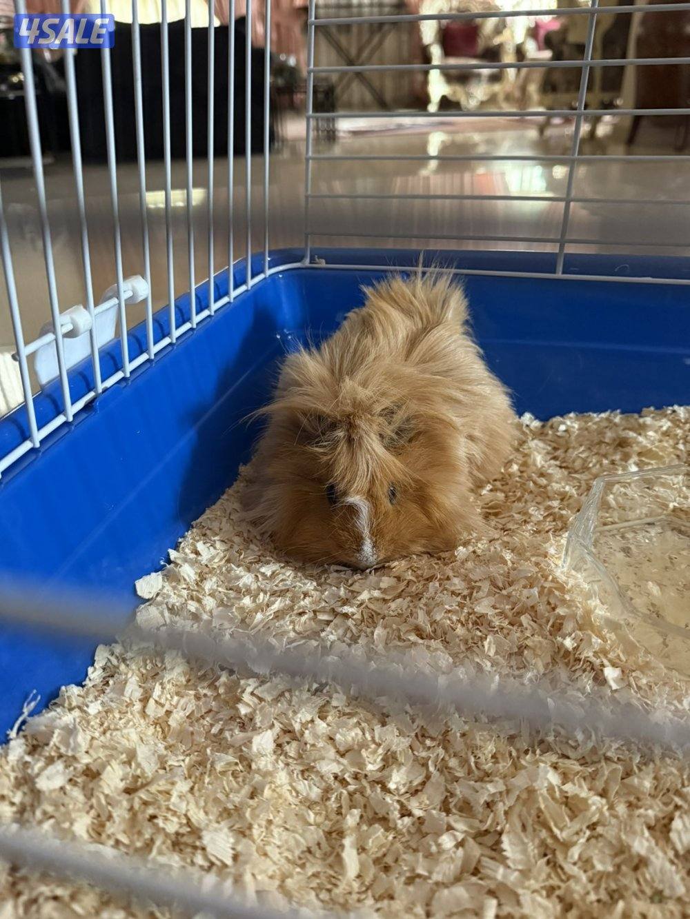 همستر ال Guinea Pig1