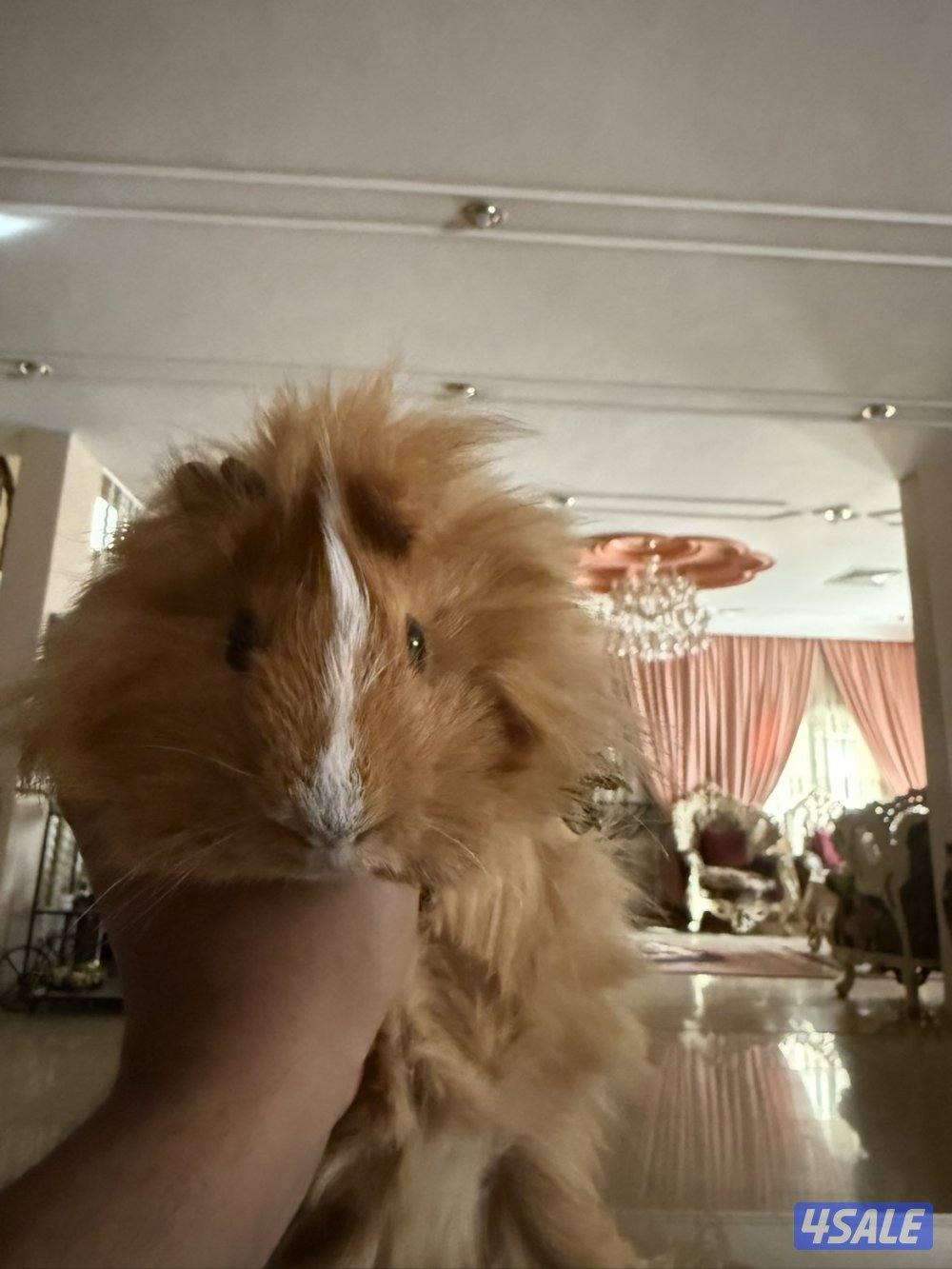 همستر ال Guinea Pig2