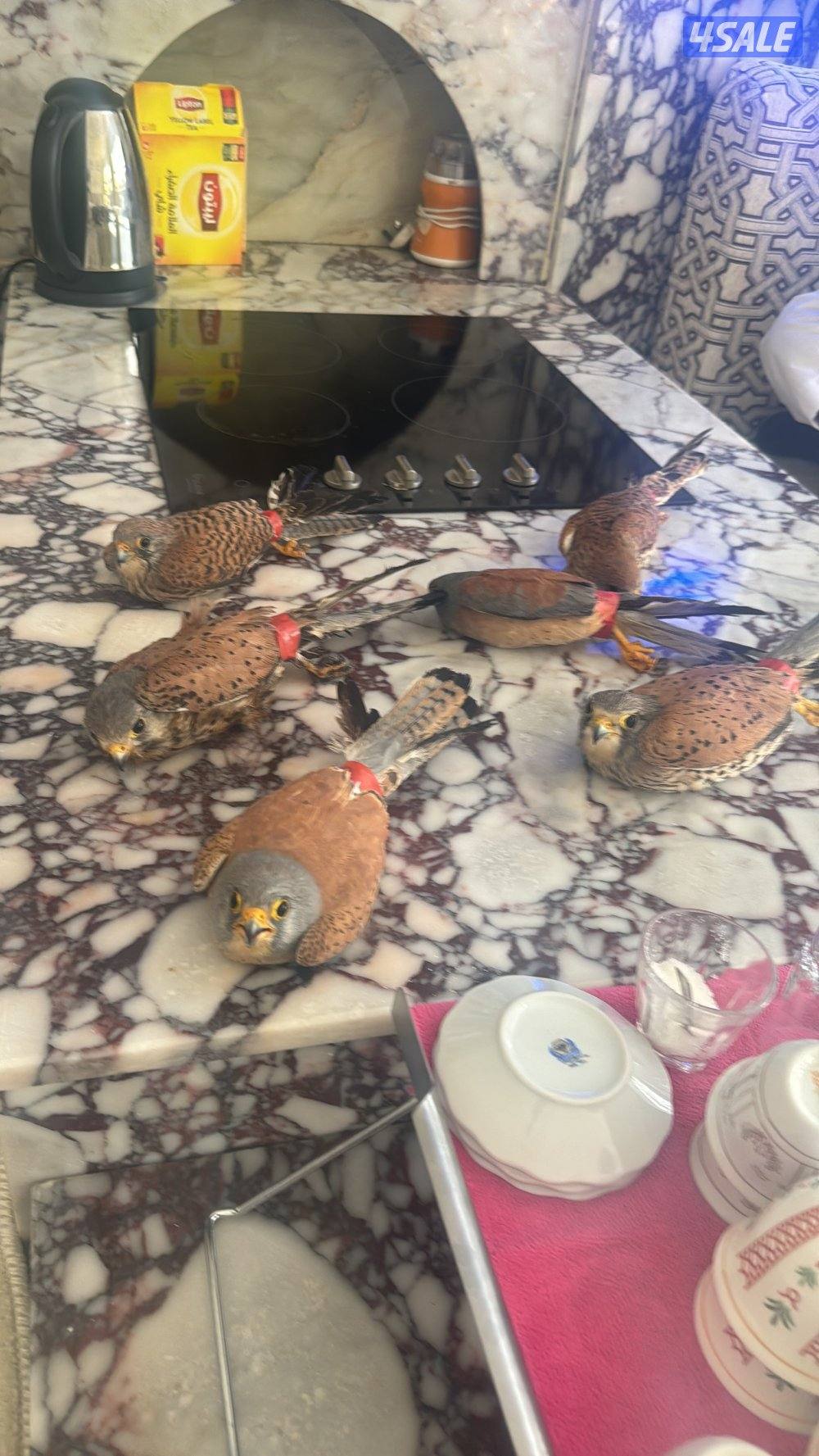 للبيع بغبغاء الواحد عل ١٥ بدون اغراض 👍🏻0