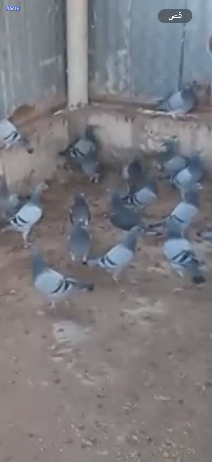 حمام زاجل  طبات محجل تقريبا ٢٠ سعر طير ٢ونص0